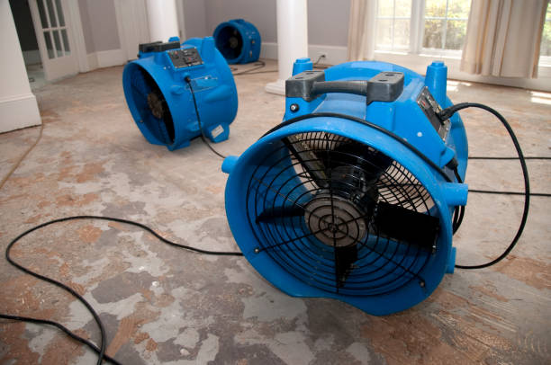 Best Mold removal after water damage  in Waawa, HI